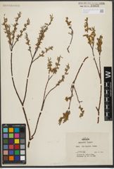 Foto von Salix L.